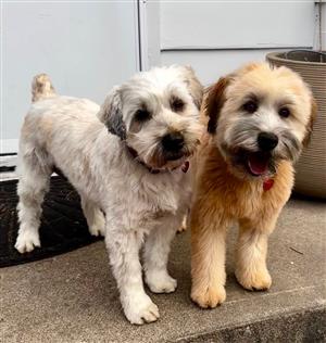 Pups